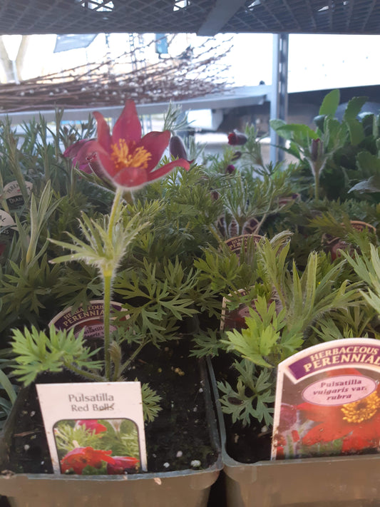 4" Pasque Flower (Pulsatilla)