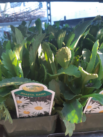 4" Shasta Daisy (Leucanthemum)