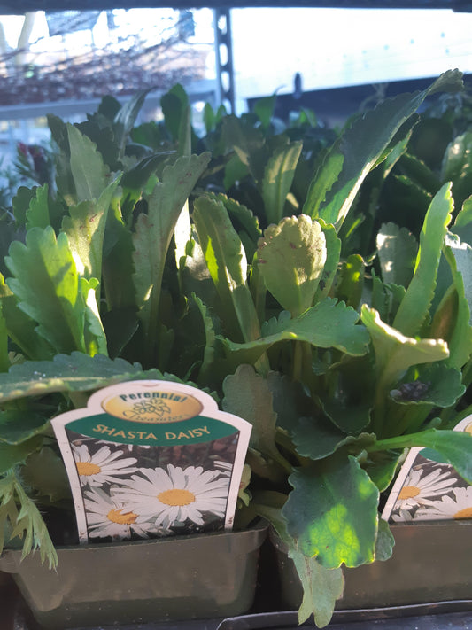 4" Shasta Daisy (Leucanthemum)