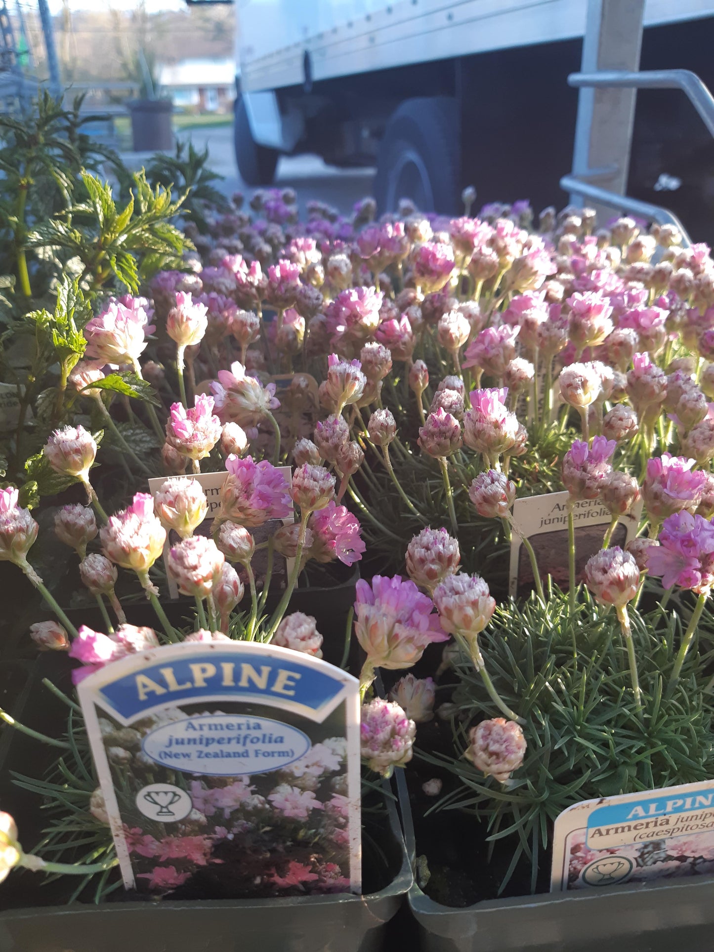 4" Thrift (Armeria maritima)