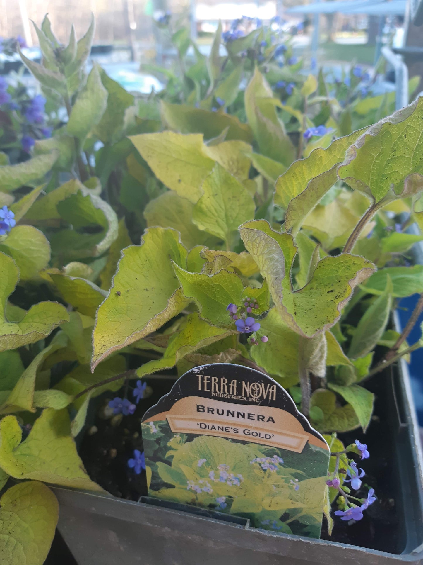 1 Gal Siberian Bugloss (Brunnera)