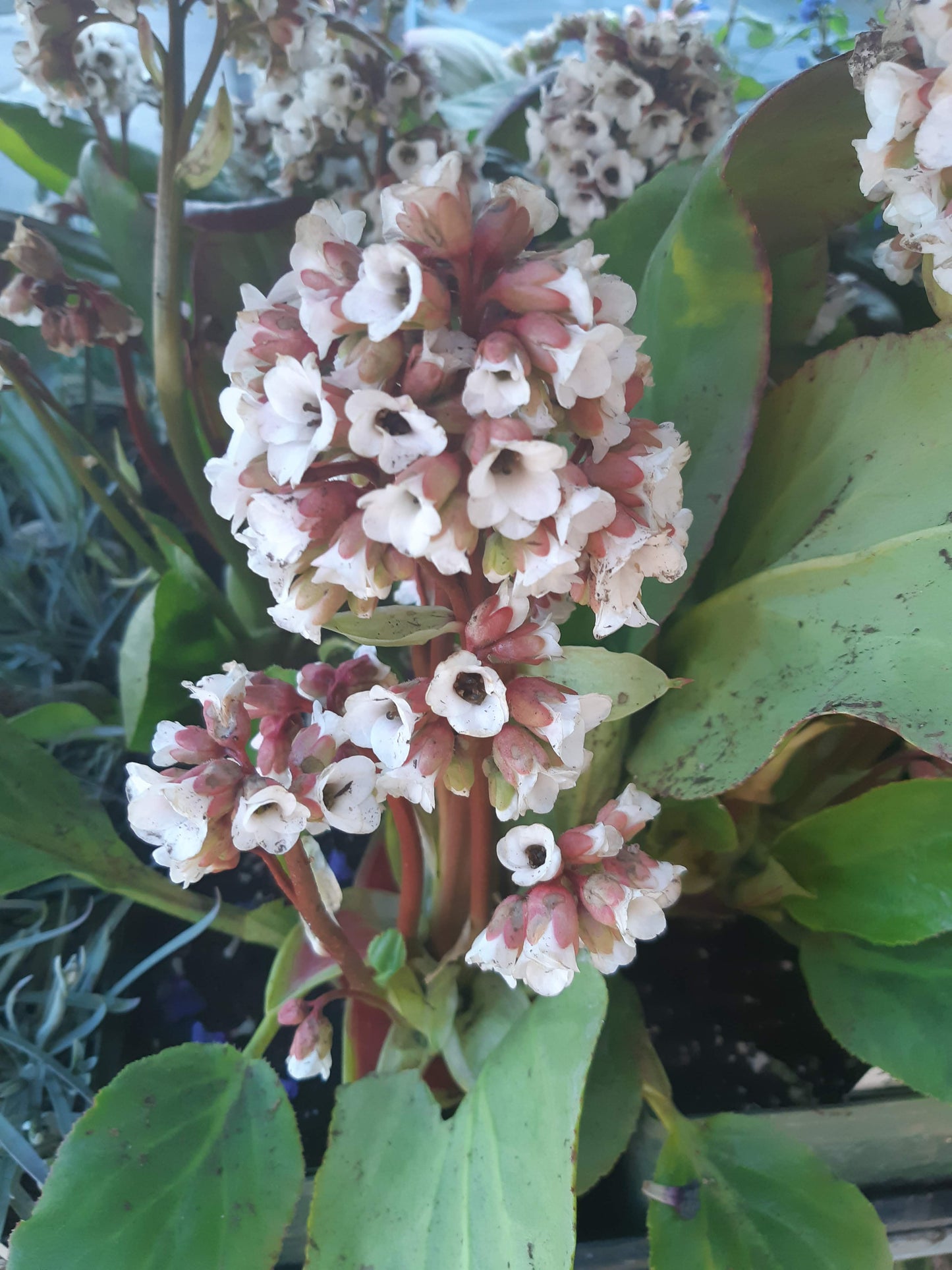 Bergenia