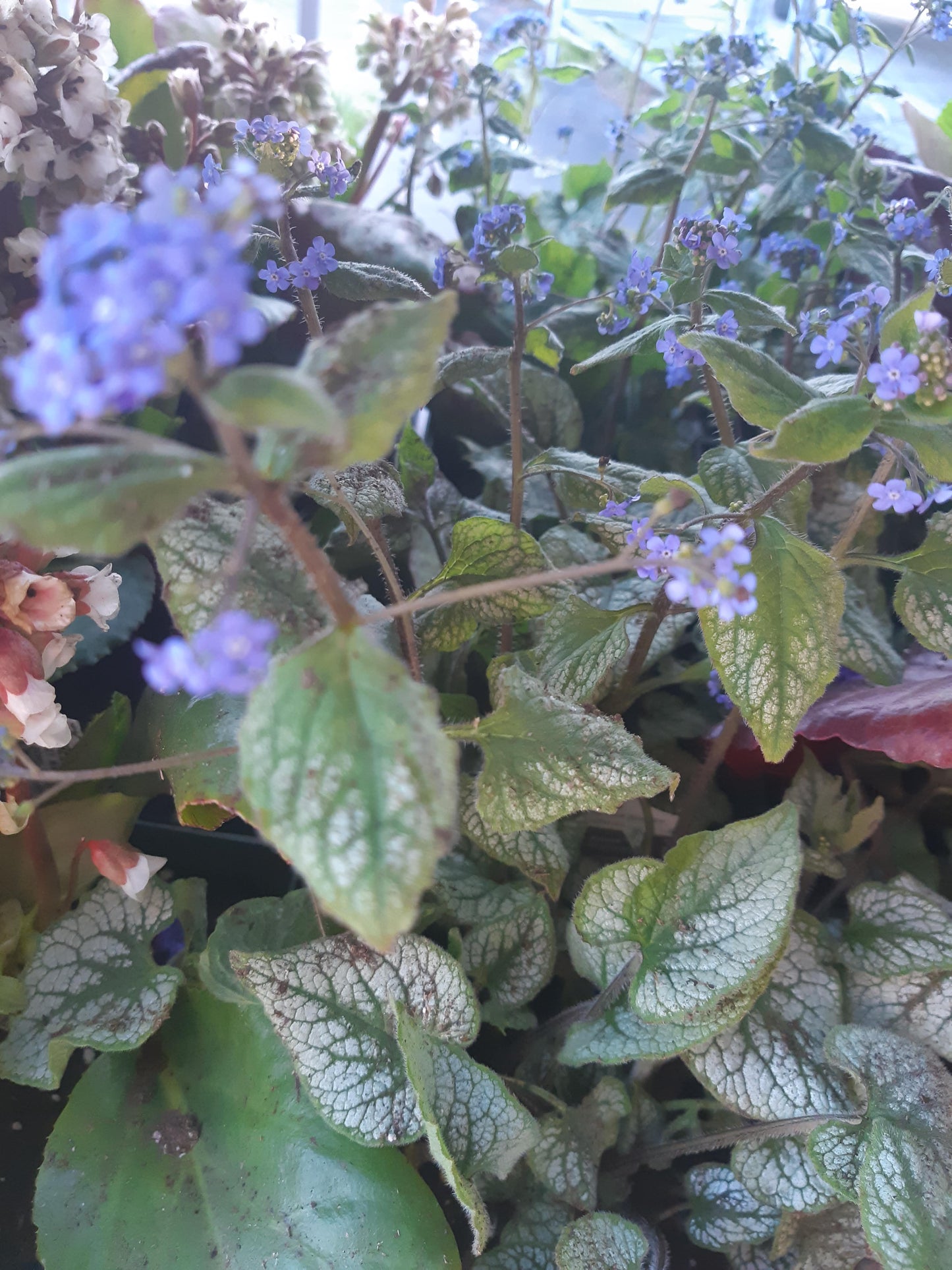 1 Gal Siberian Bugloss (Brunnera)