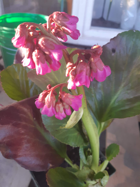 Bergenia