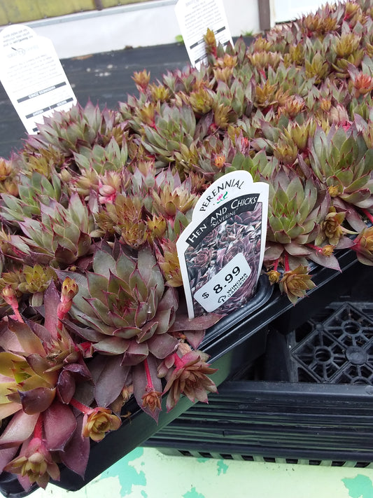 6 pack flat - Hens and Chicks (Sempervivum)