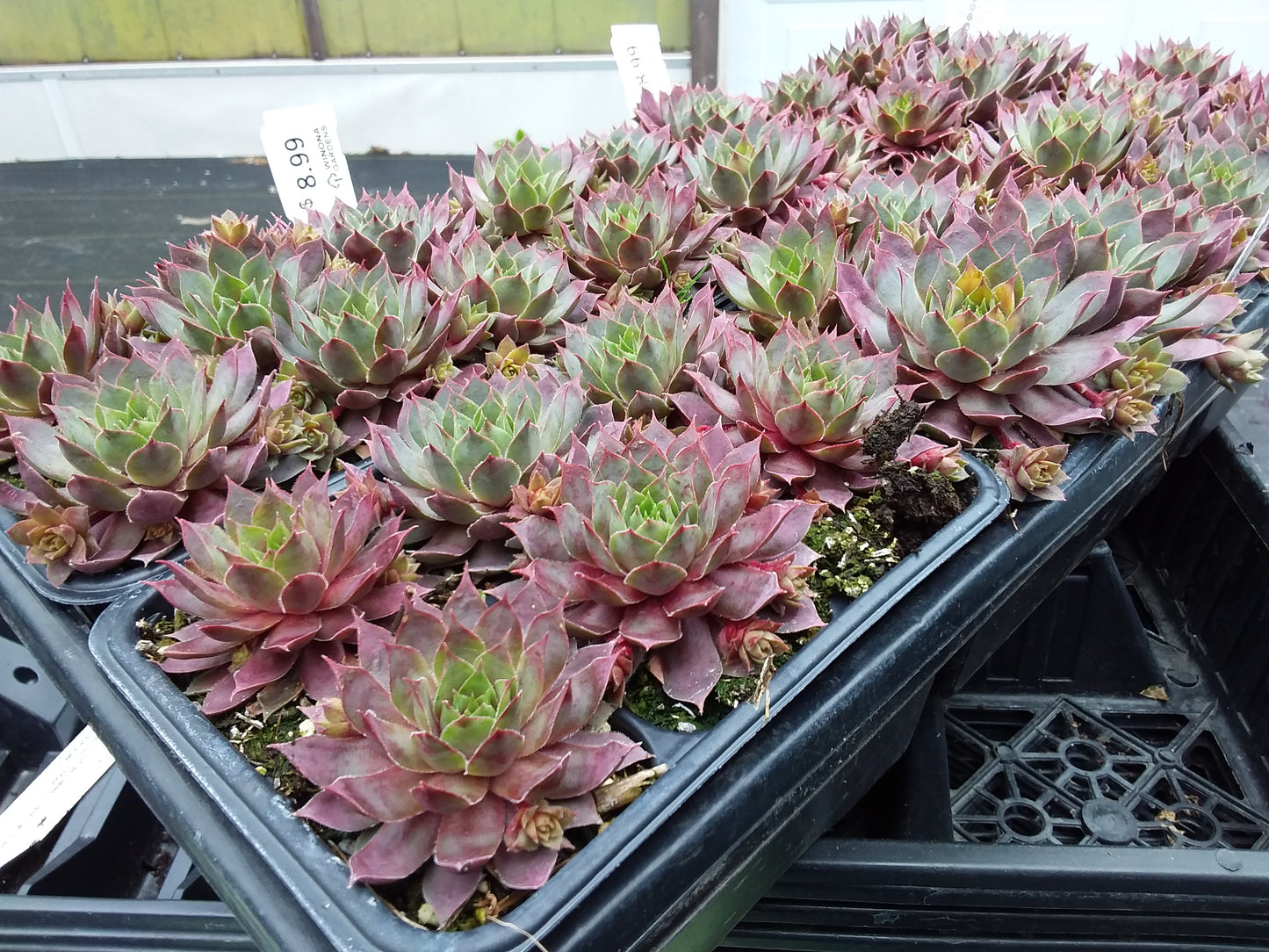 6 pack flat - Hens and Chicks (Sempervivum)