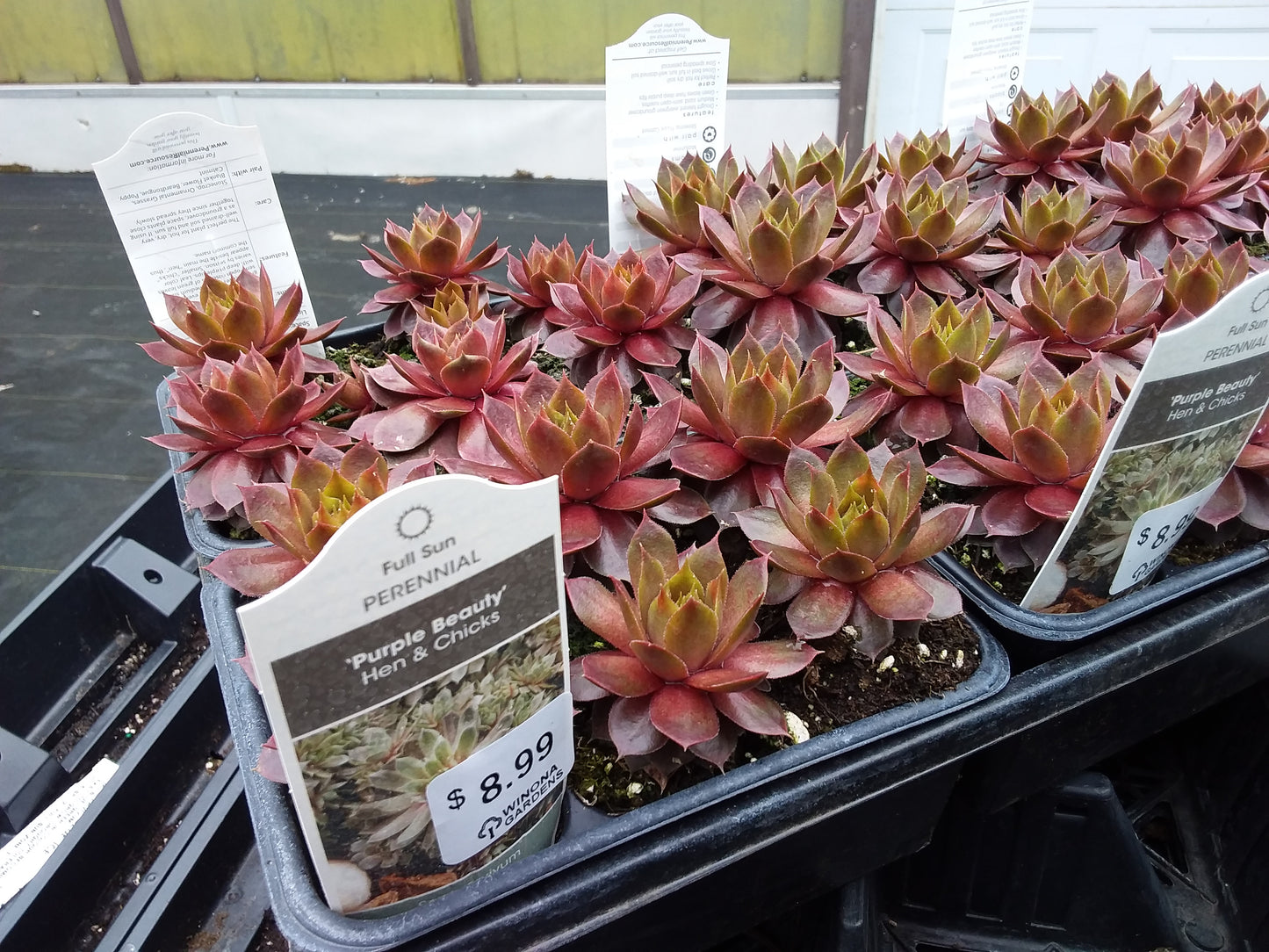 6 pack flat - Hens and Chicks (Sempervivum)