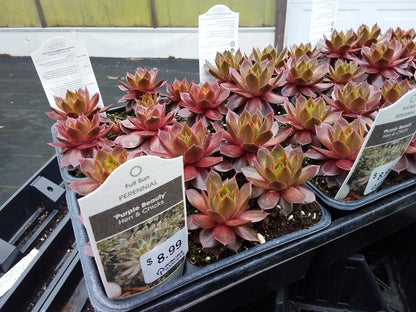 6 pack flat - Hens and Chicks (Sempervivum)