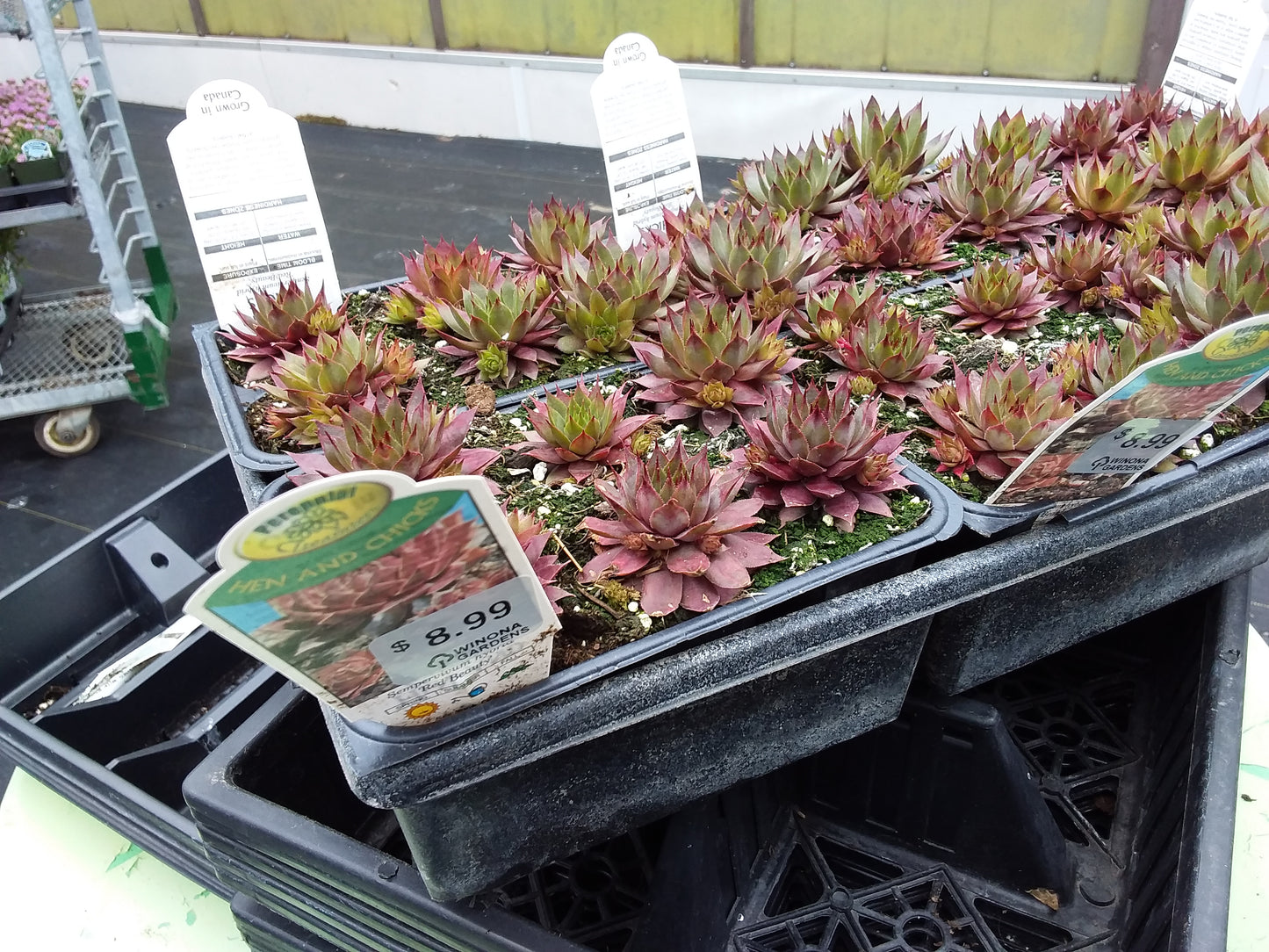 6 pack flat - Hens and Chicks (Sempervivum)