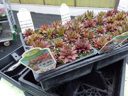6 pack flat - Hens and Chicks (Sempervivum)