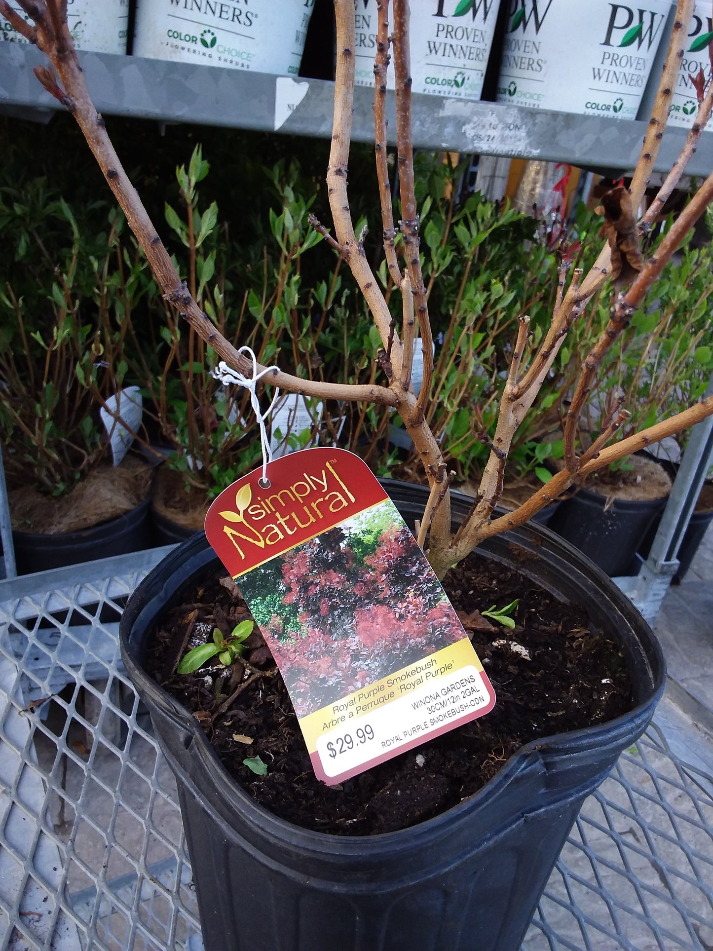Royal Purple Smokebush