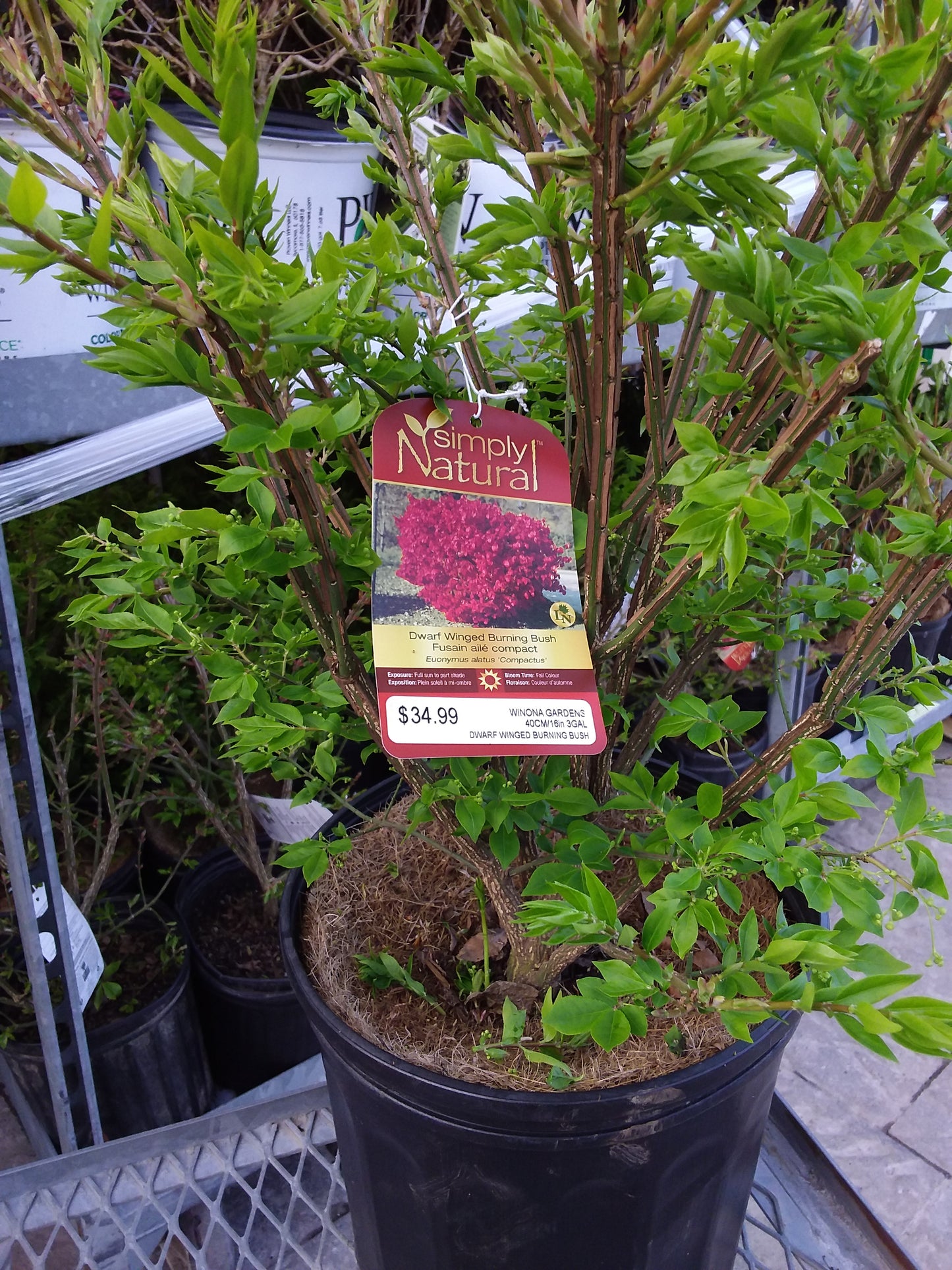 Dwarf Winged Burning Bush