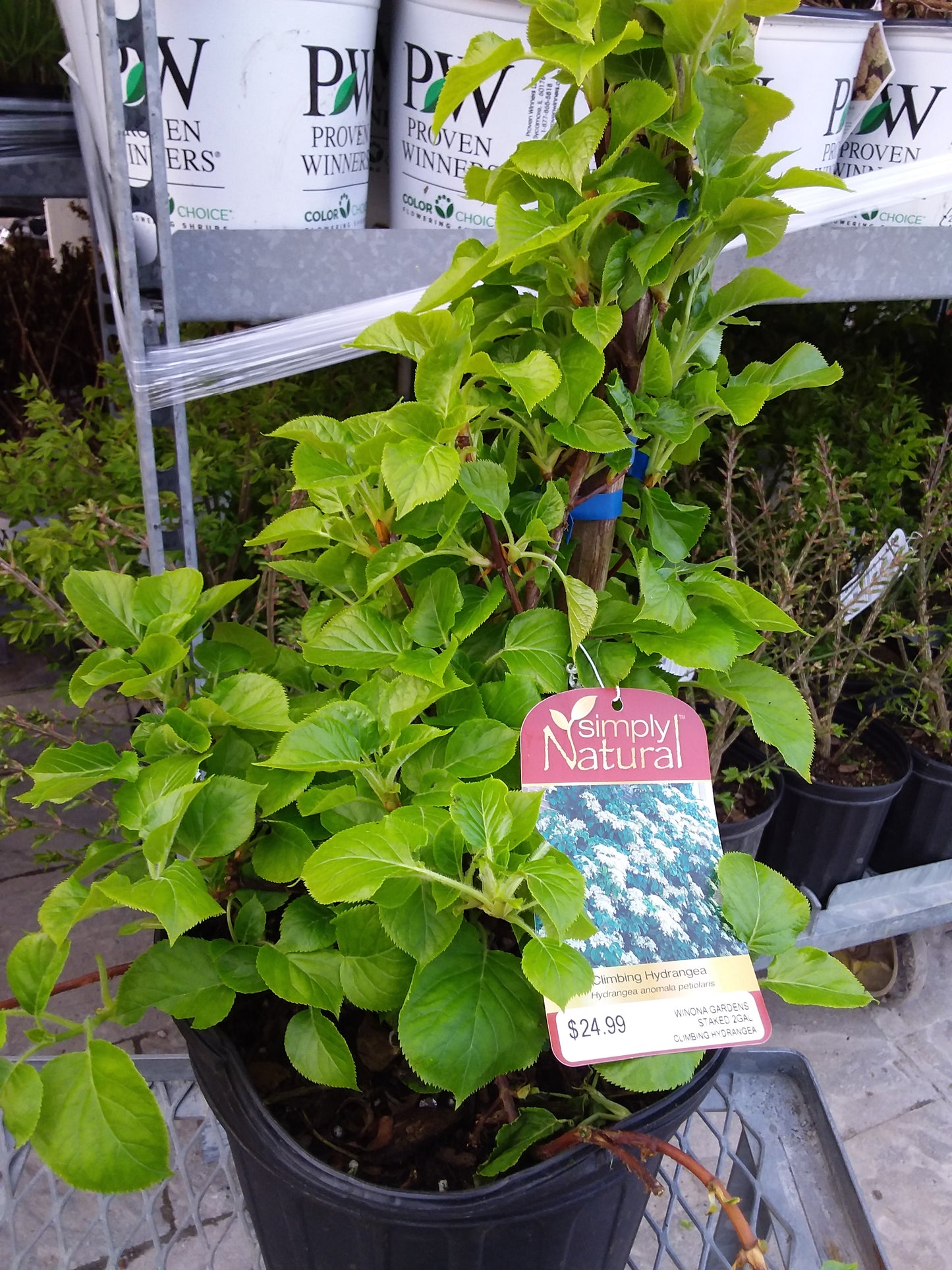 Climbing Hydrangea