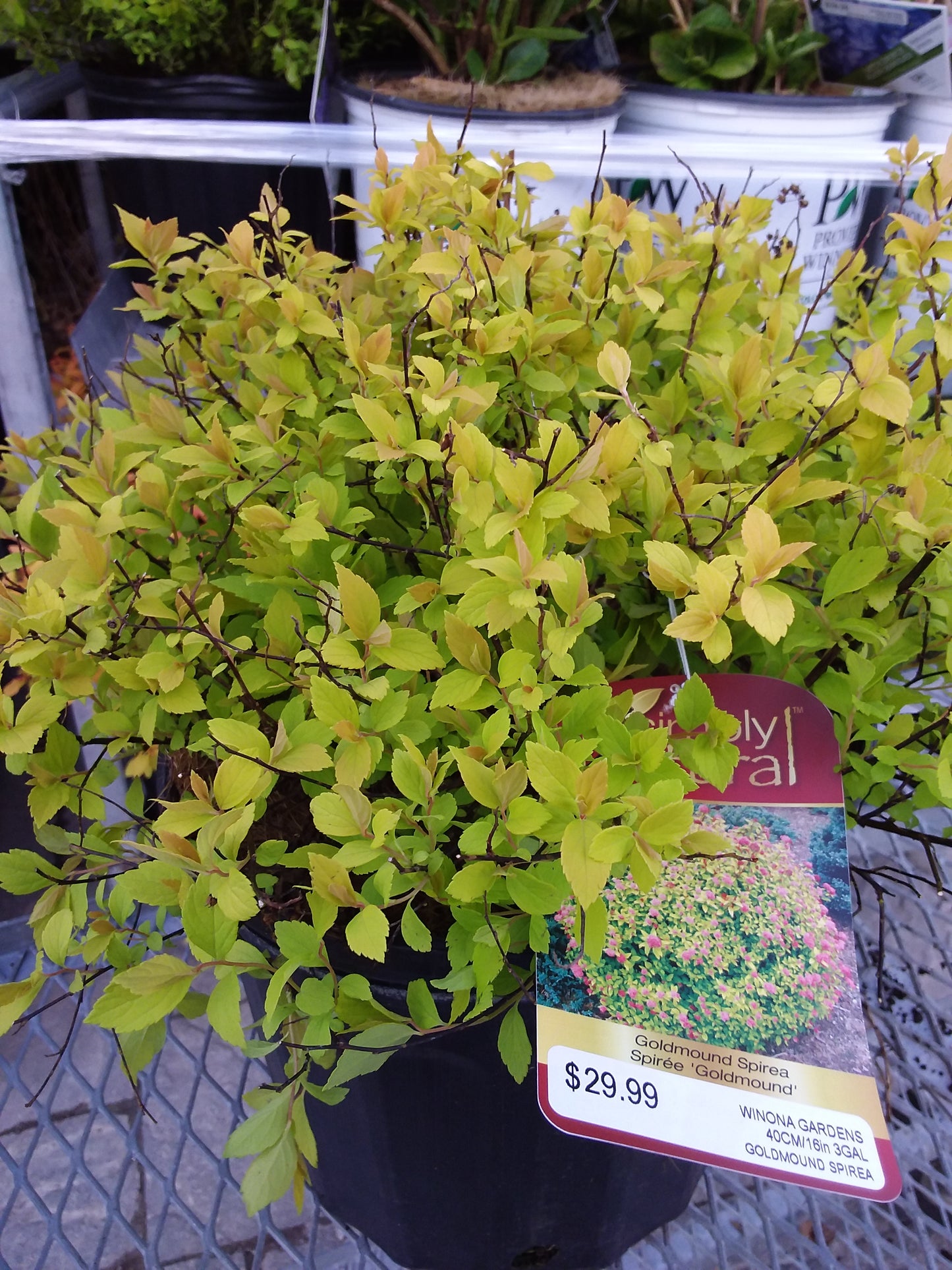 Goldmound Spirea