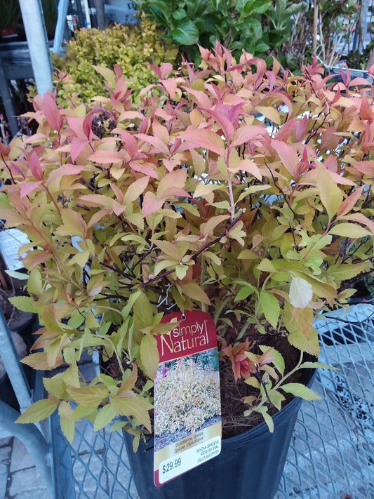 Gold Flame Spirea