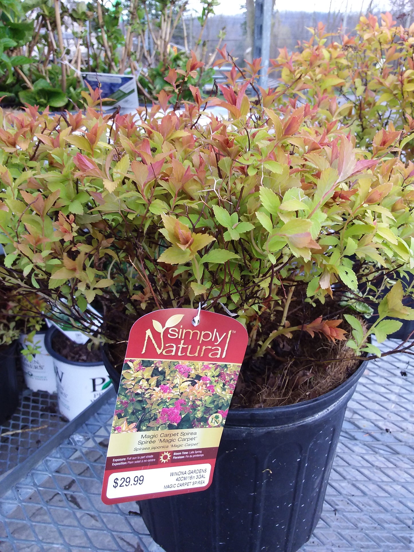 Magic Carpet Spirea