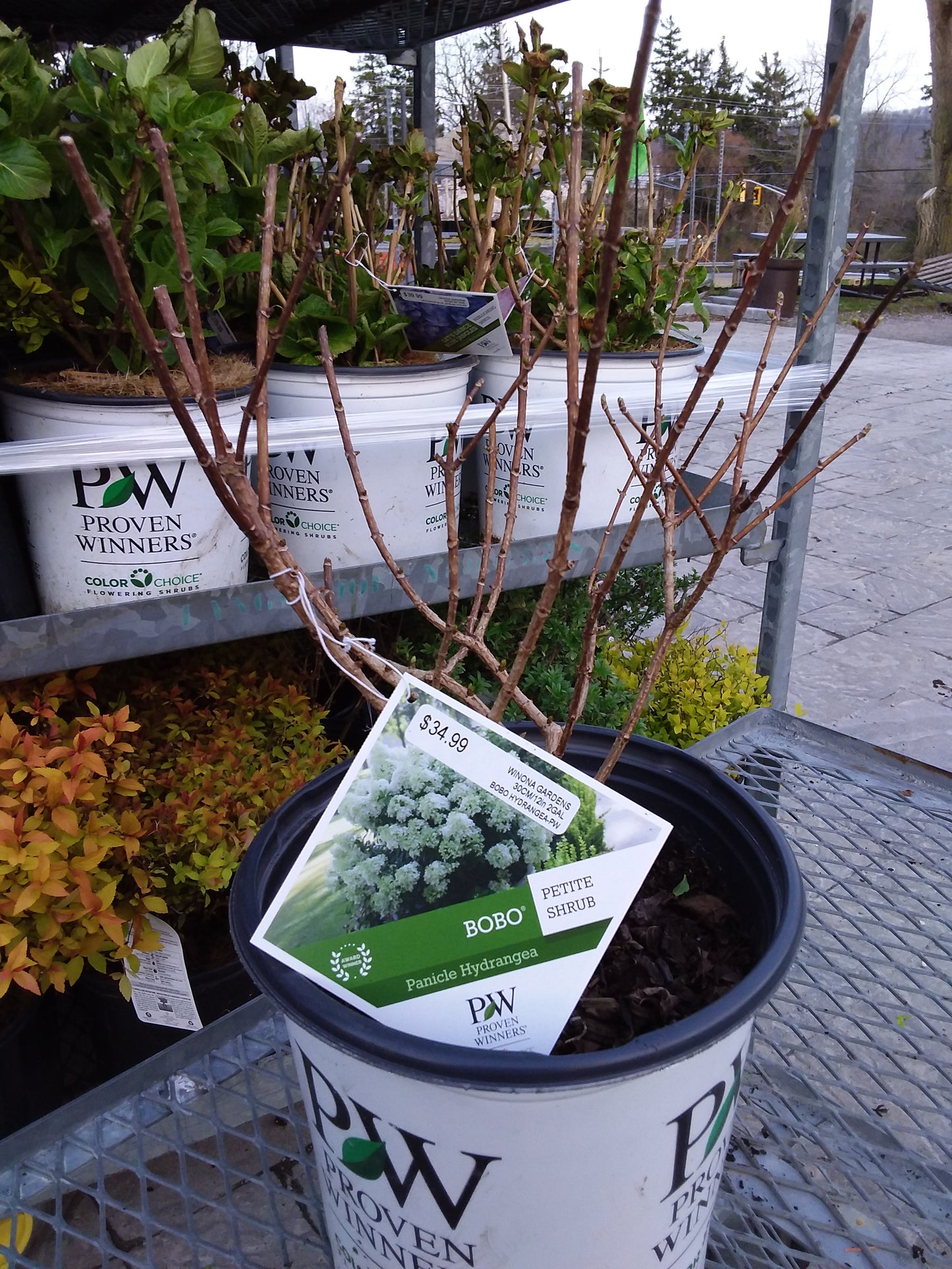 'Bobo' Hydrangea