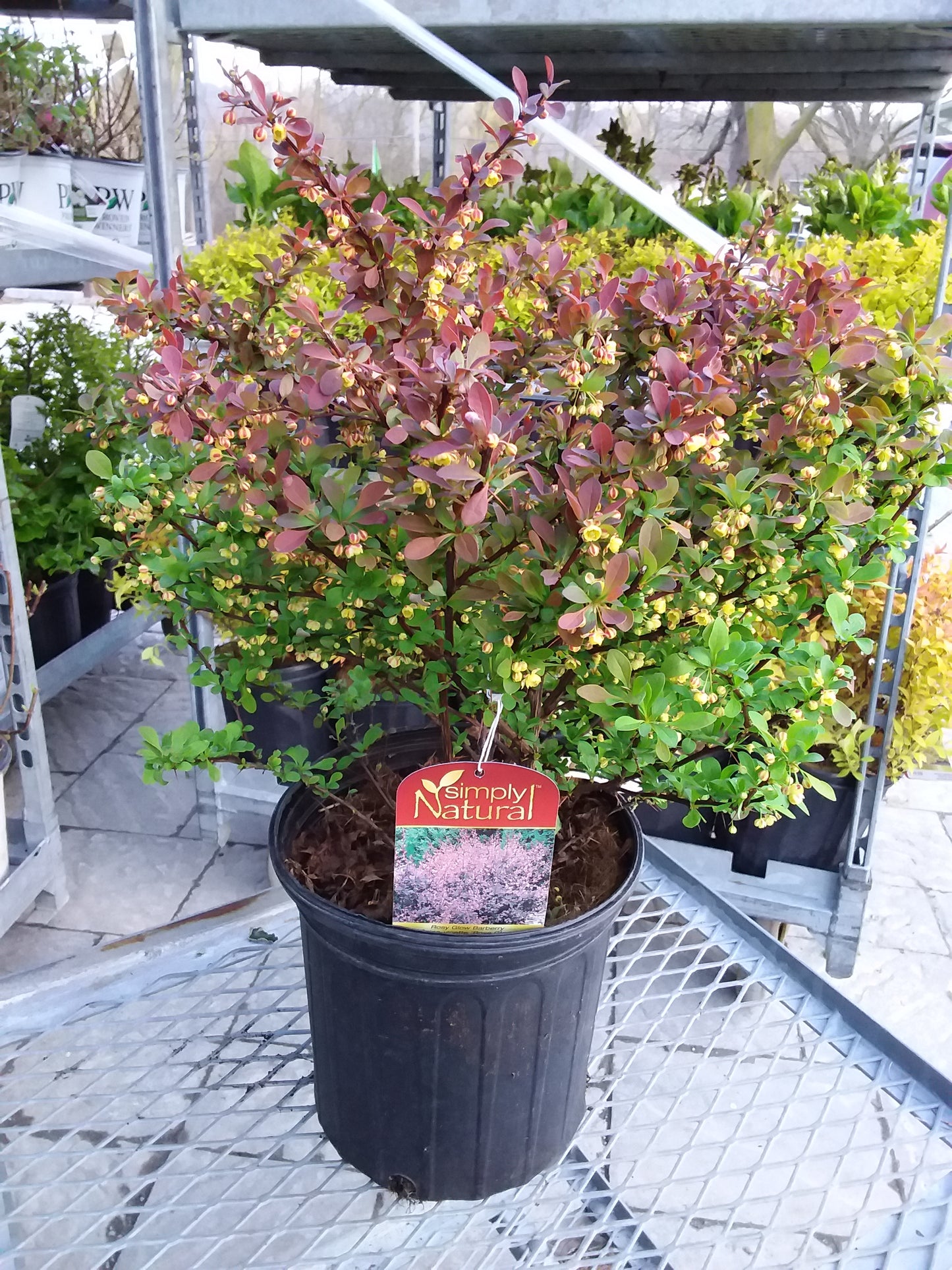 Rose Glow Barberry