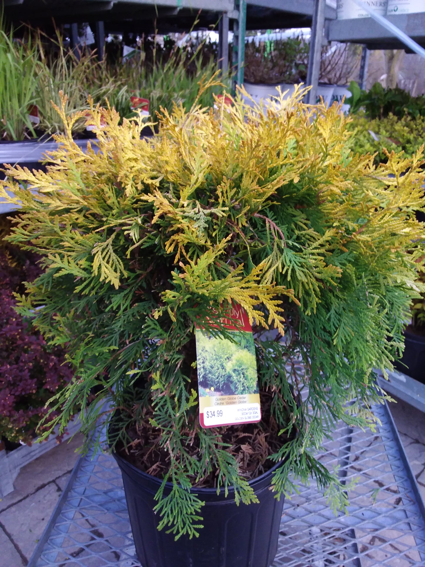 Golden Globe Cedar