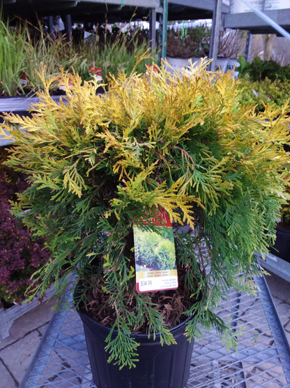 Golden Globe Cedar