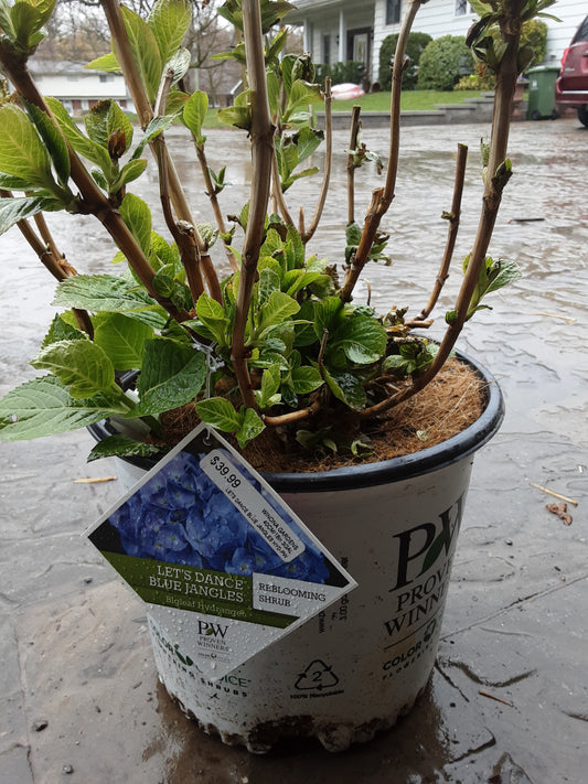 Let's Dance Blue Jangles Hydrangea