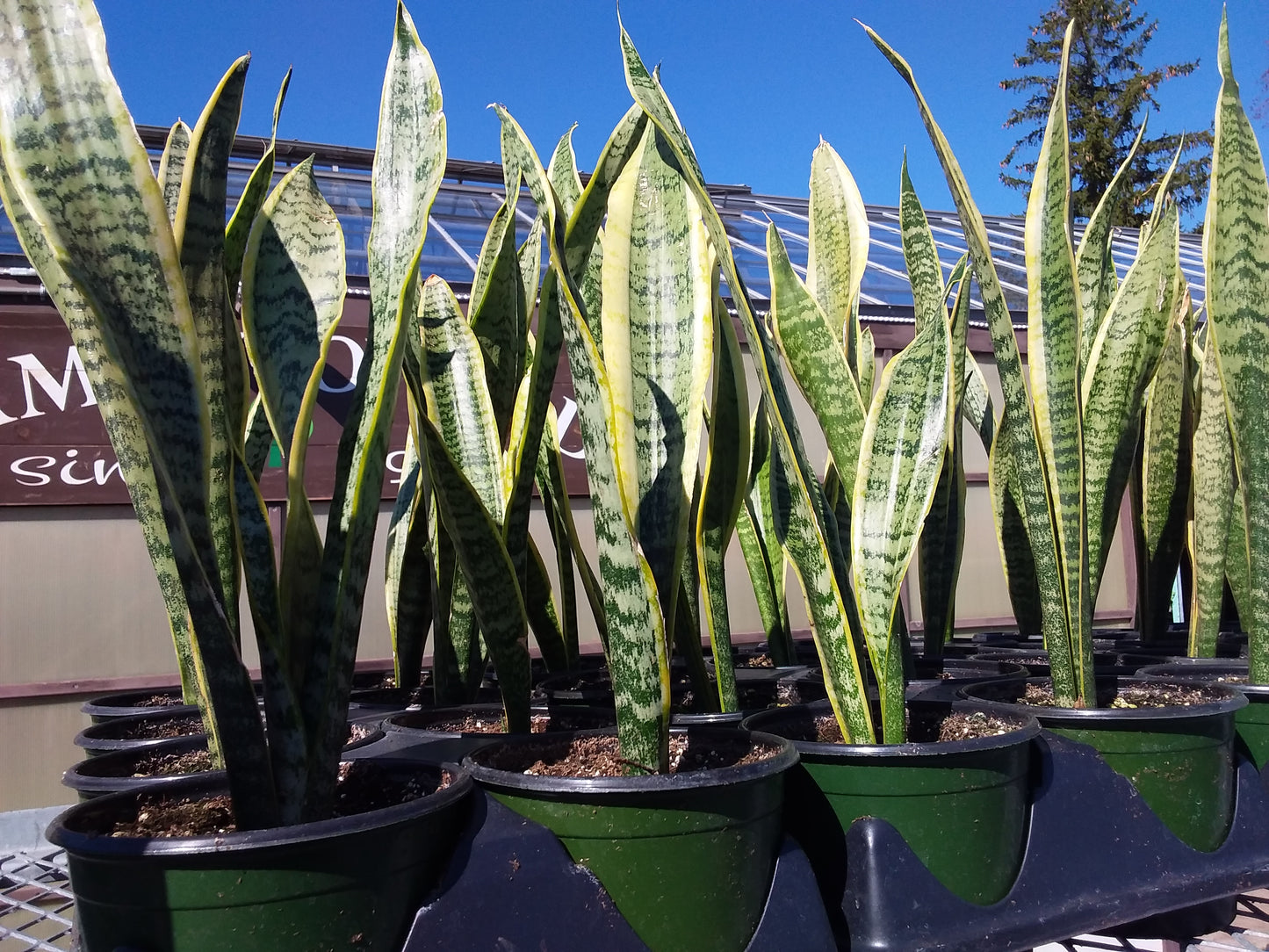 Snake Plant varieties