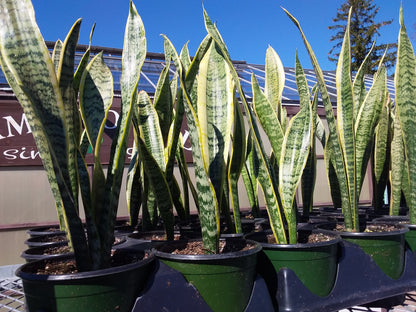 Snake Plant varieties