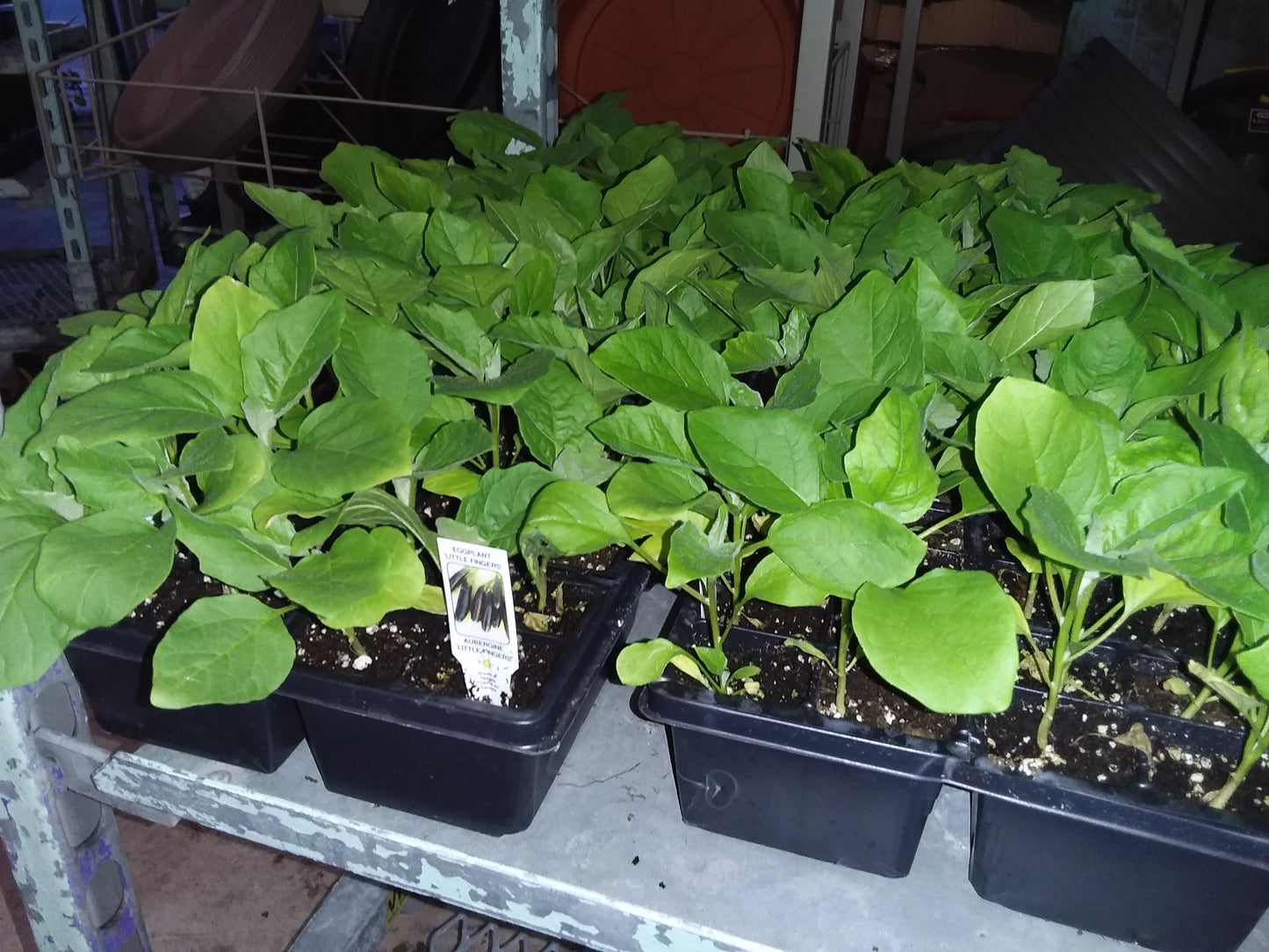 Eggplant (multi pack)
