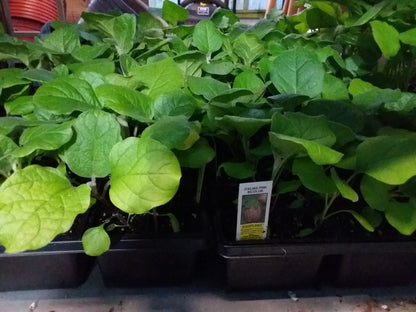 Eggplant (multi pack)