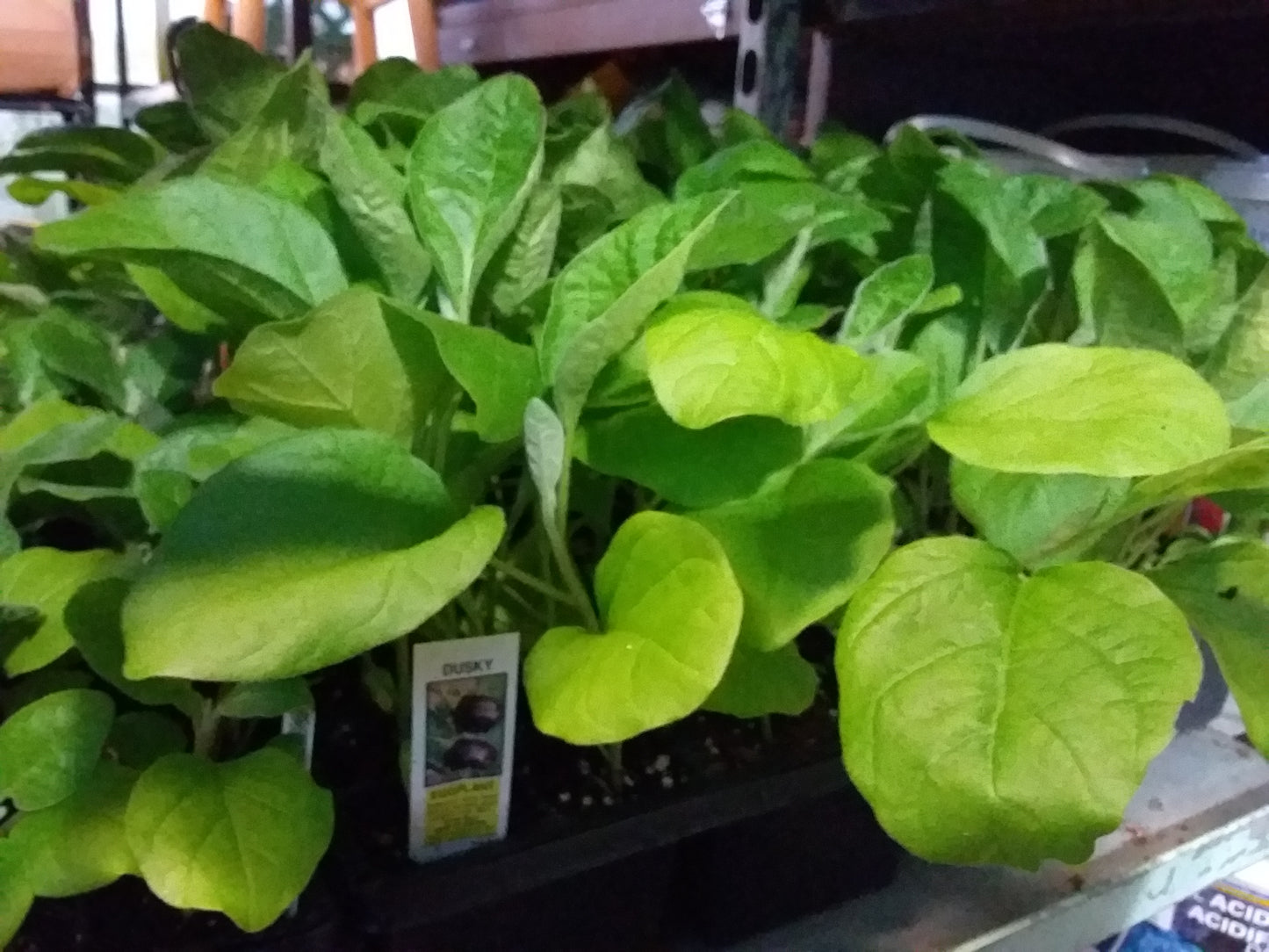 Eggplant (multi pack)
