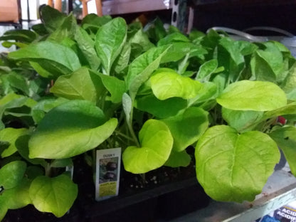 Eggplant (multi pack)