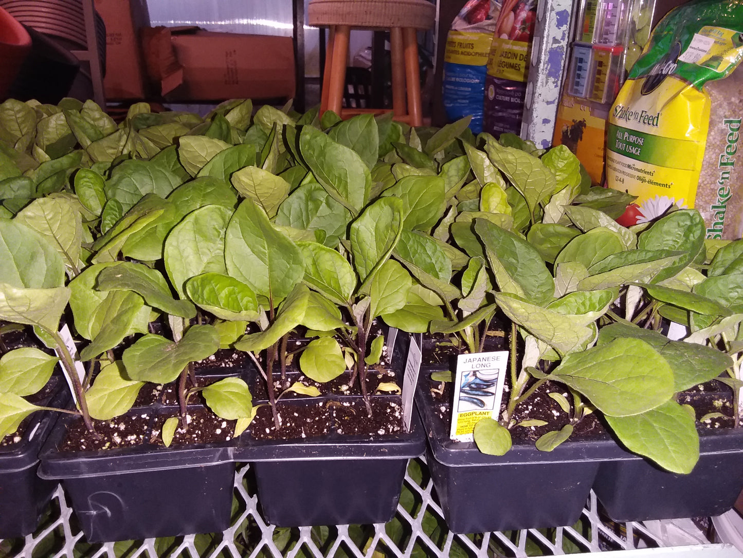 Eggplant (multi pack)