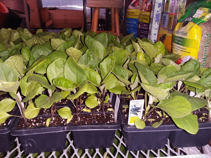 Eggplant (multi pack)