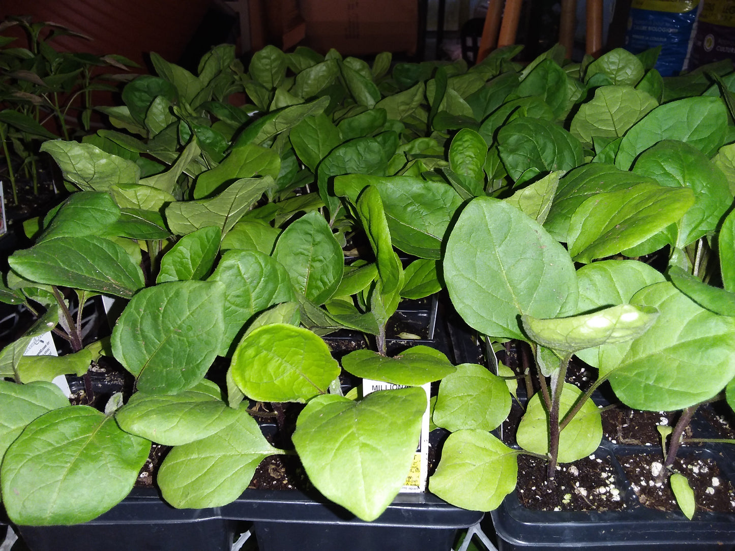 Eggplant (multi pack)