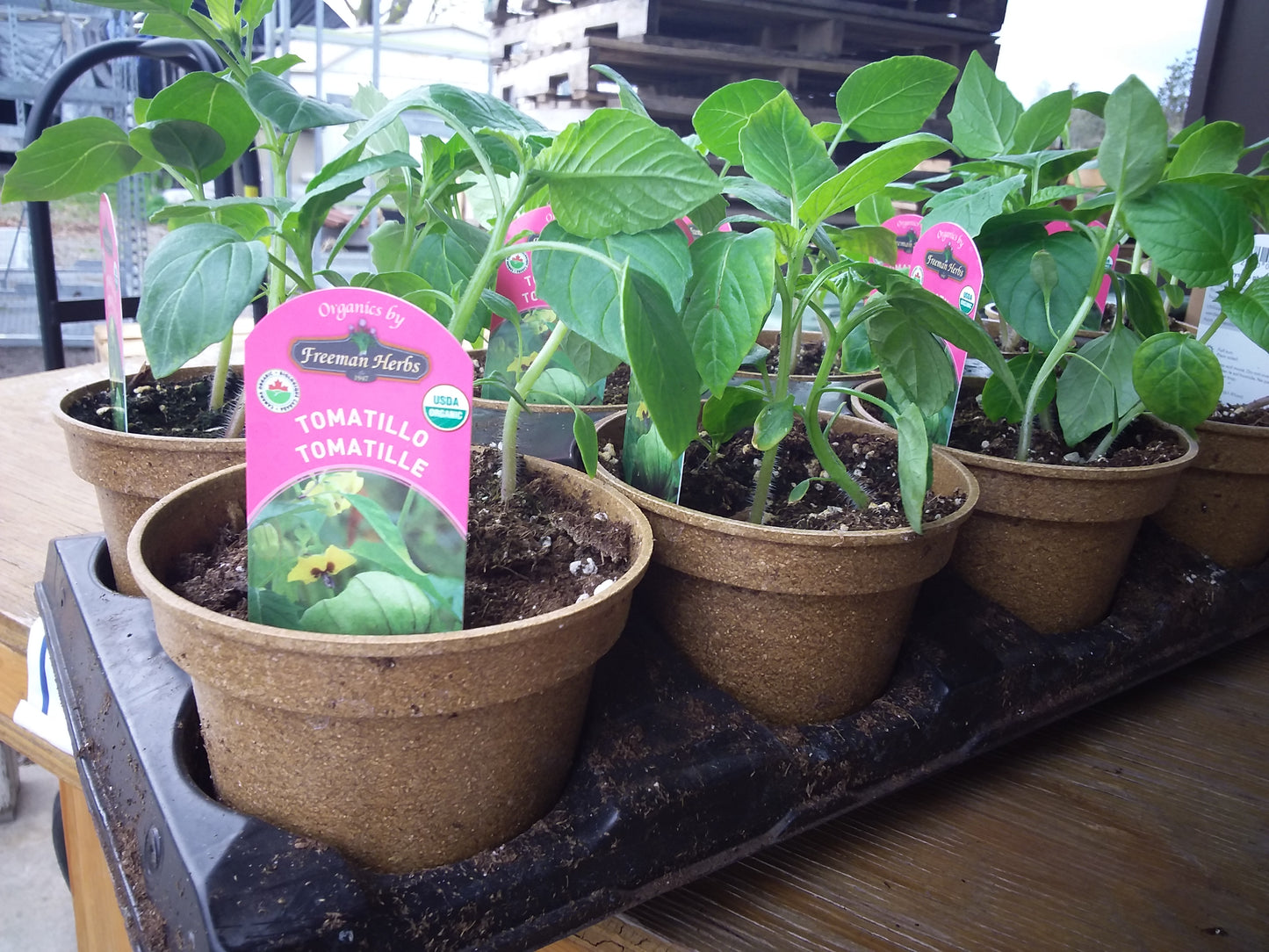 4" Organic Tomato Tomatillo