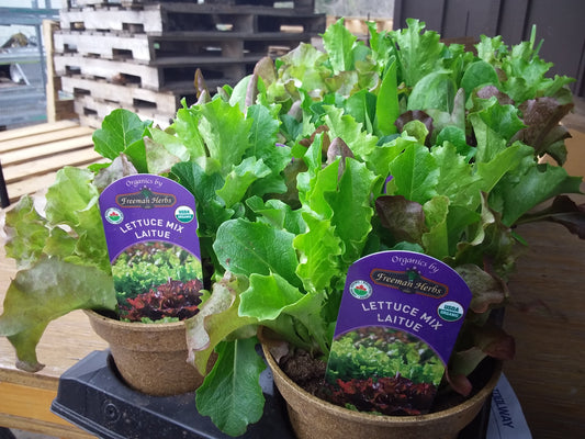 4" Organic Lettuce