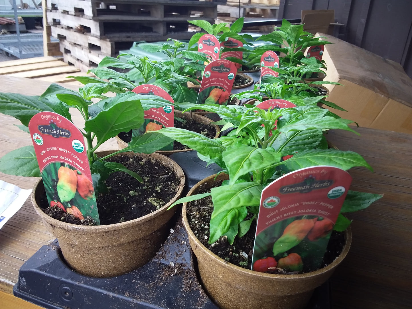 4" Organic Hot Ghost Pepper