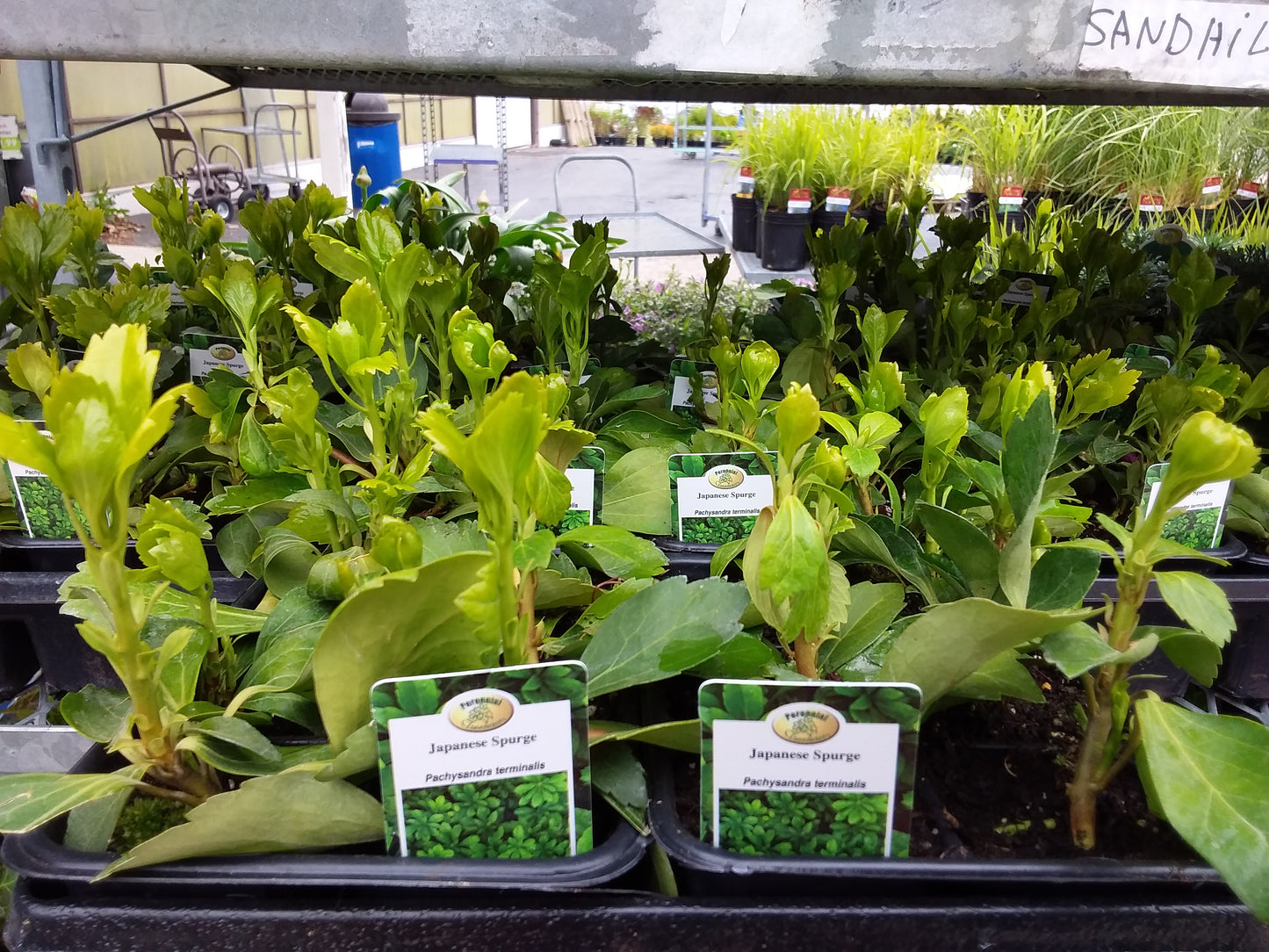 Pachysandra - Japanese Spurge - 6 Pack