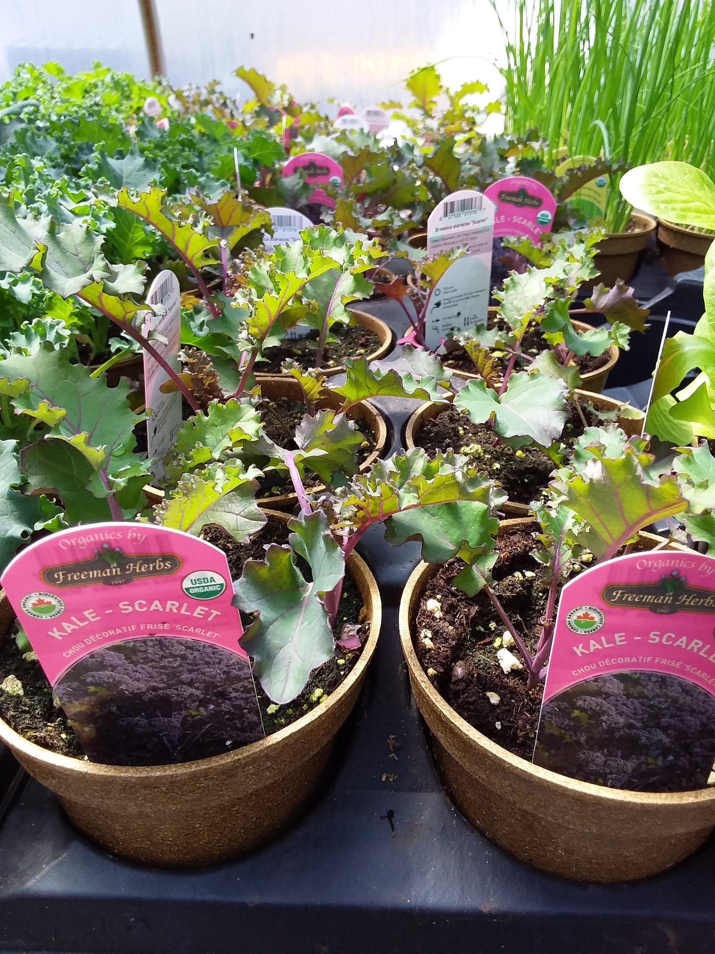 4" Organic Kale Scarlett