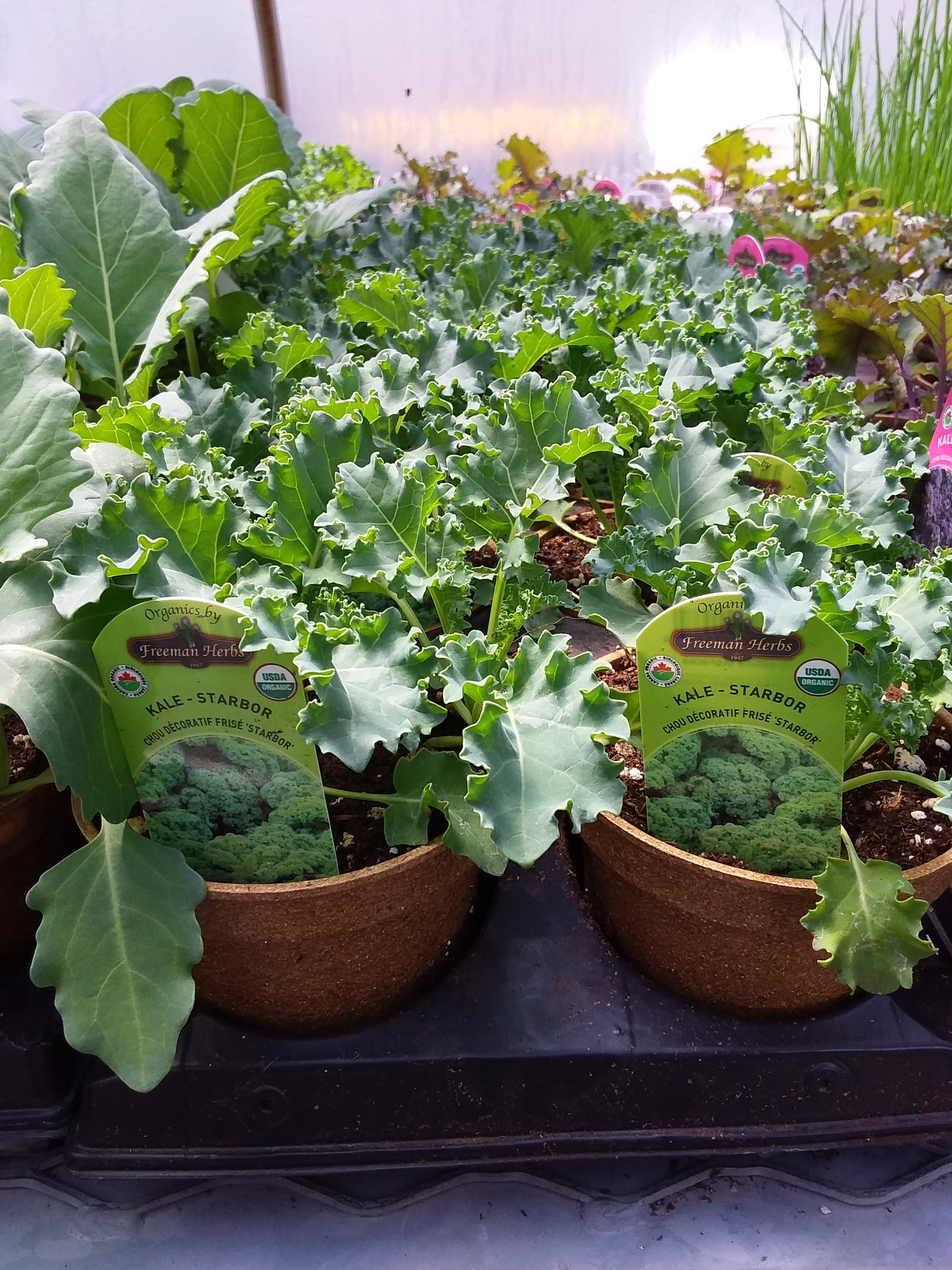 4" Organic Kale Starbor