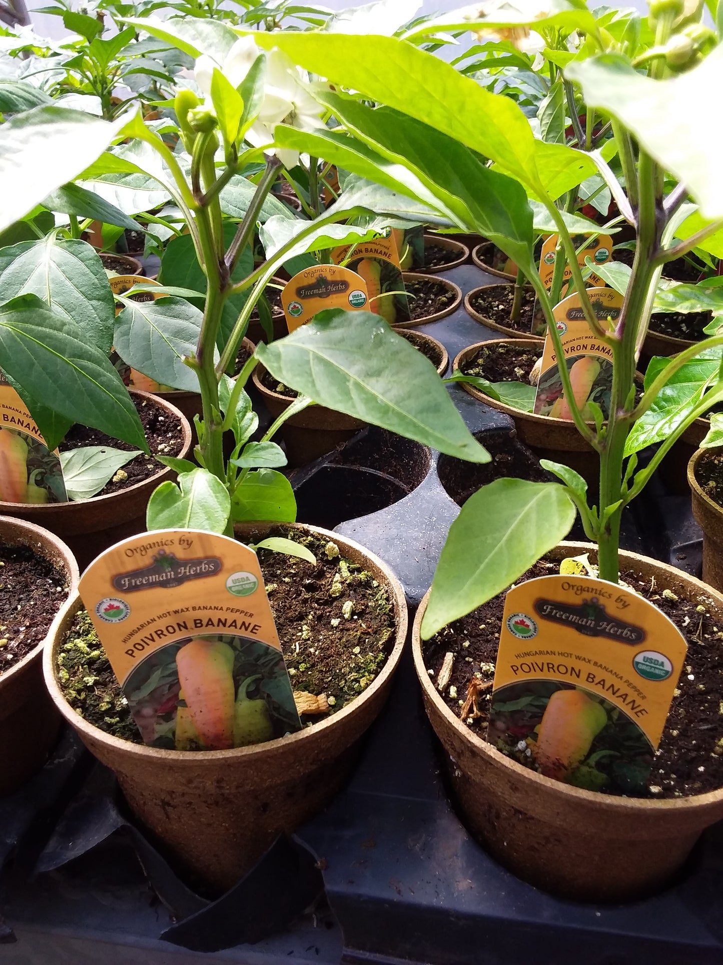4" Organic Hungarian Hot Wax Banana Pepper