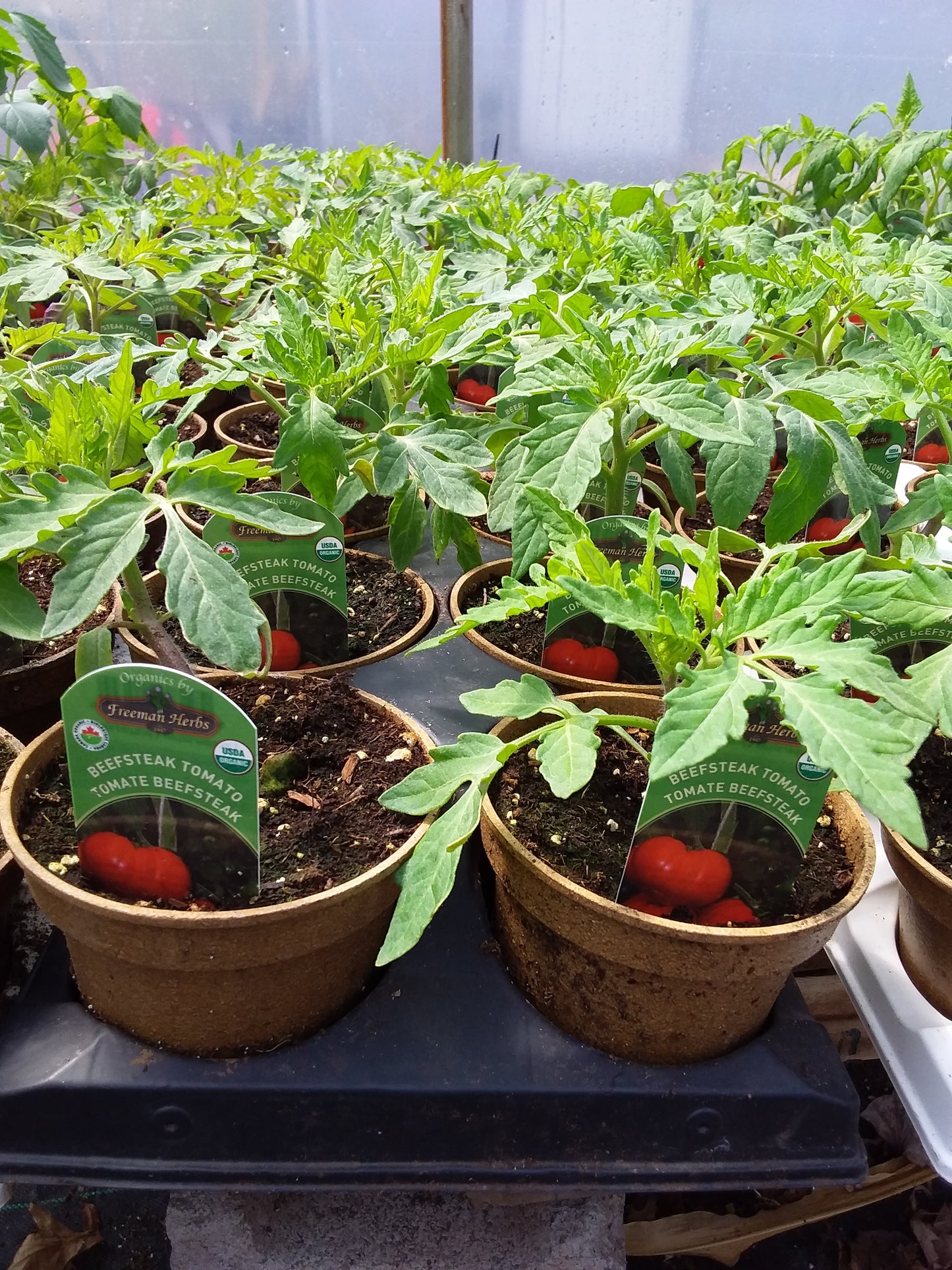 4" Organic Beefsteak Tomato