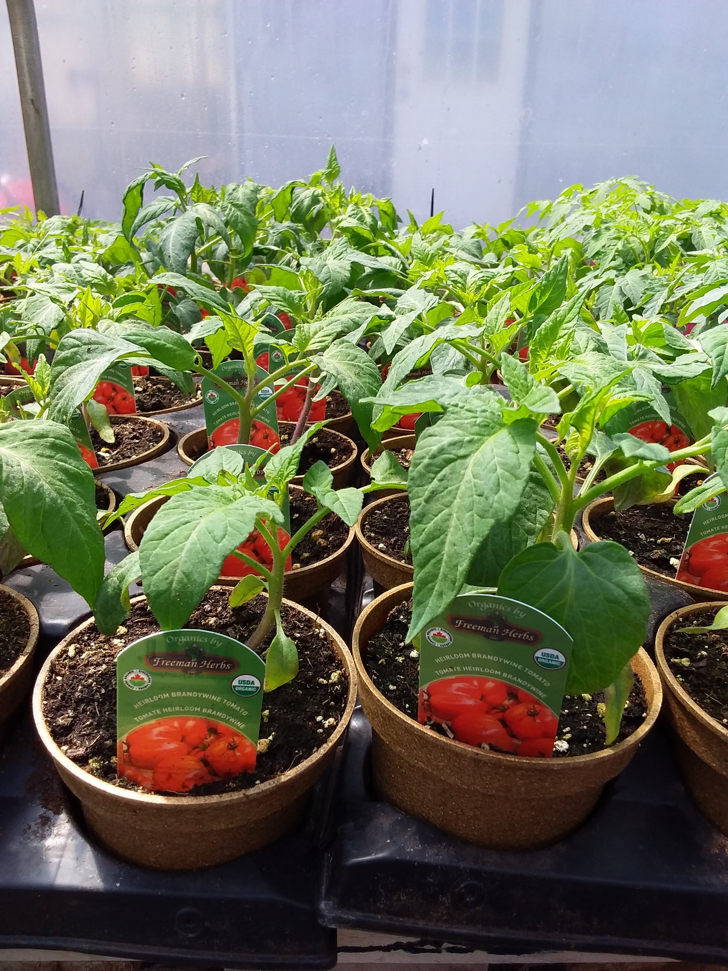 4" Organic Brandywine Tomato