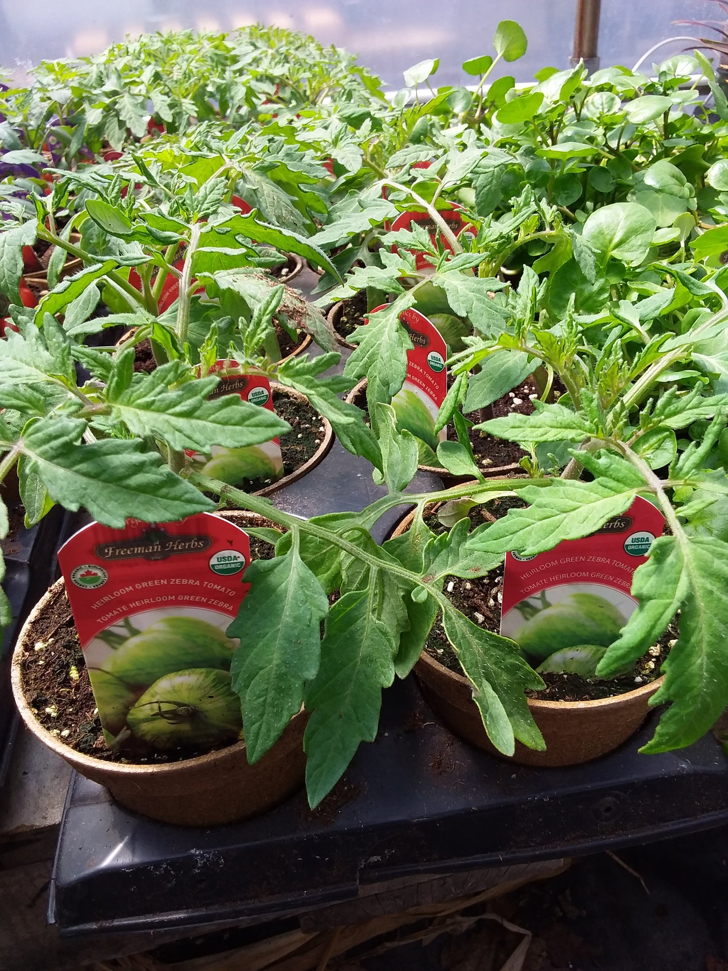 4" Organic Green Zebra Tomato