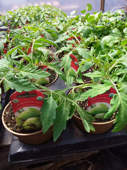 4" Organic Green Zebra Tomato