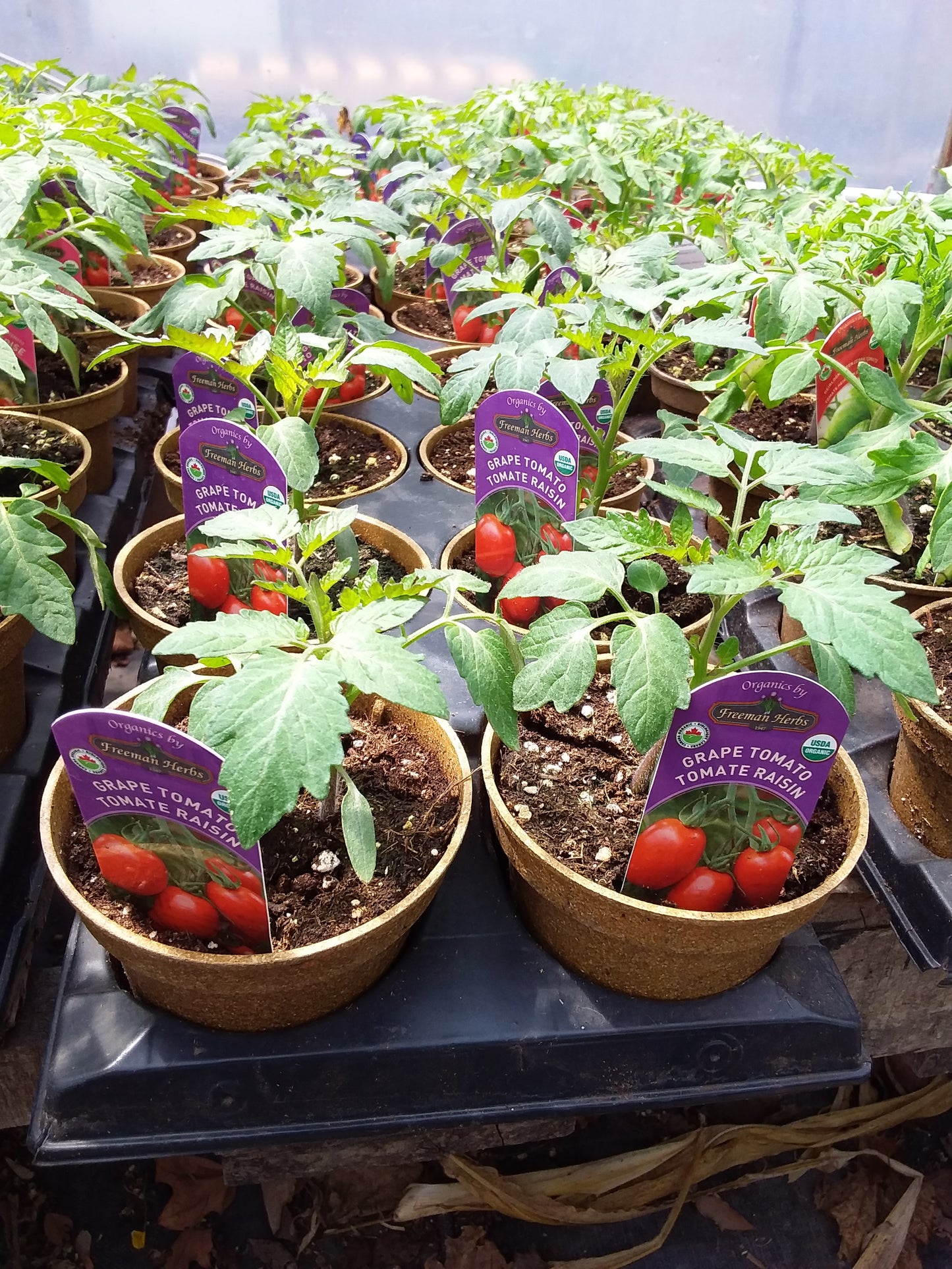 4" Organic Grape Tomato