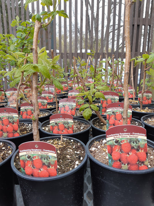 Raspberry Plant 1 Gal