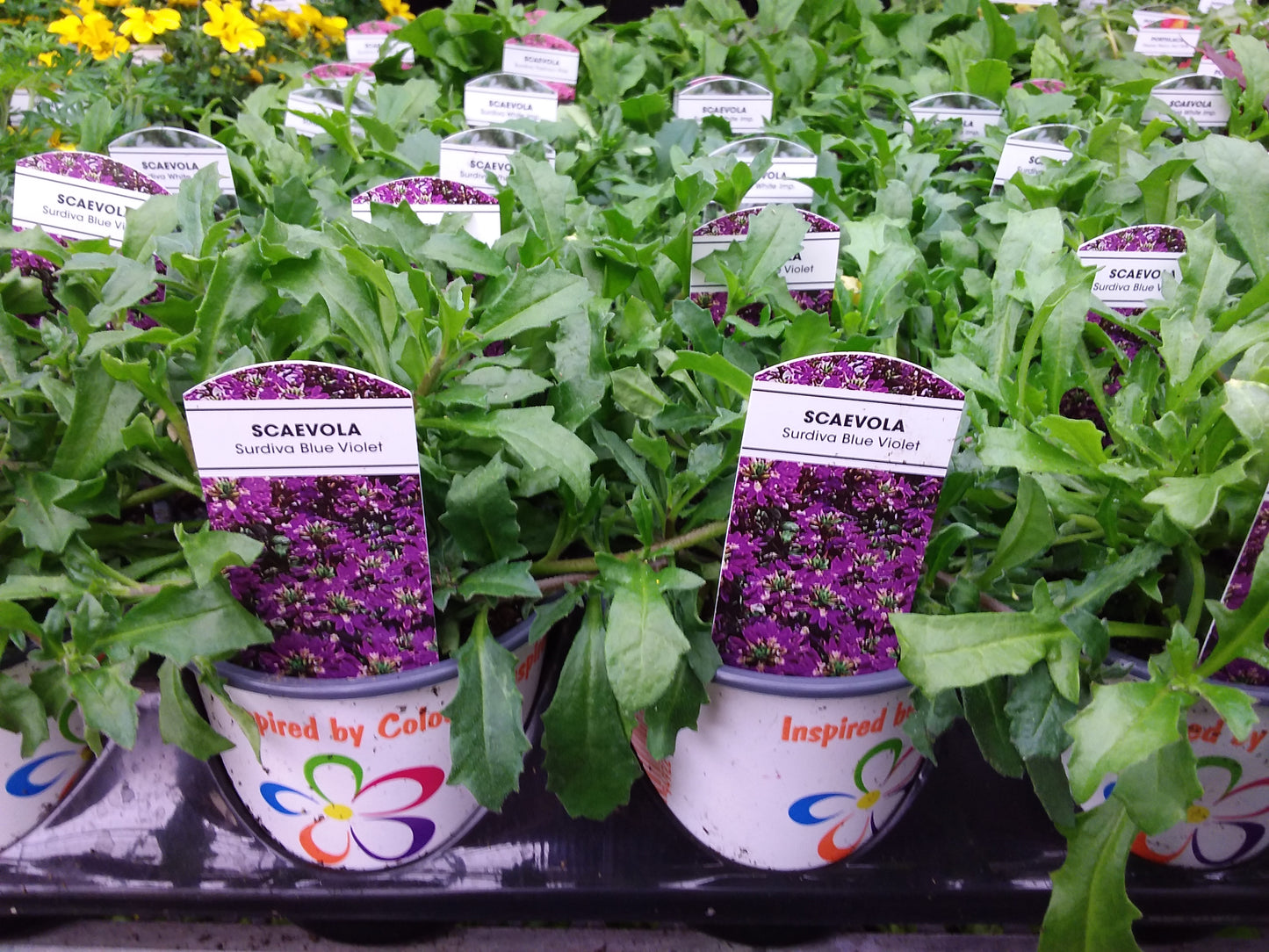 4" Scaevola ' fan flower '