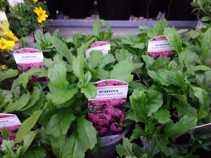 4" Scaevola ' fan flower '