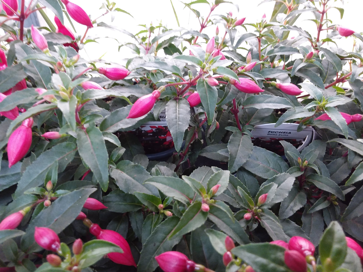 4" Fuchsia